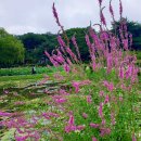 아름다운 부처꽃 & 가시연꽃 이미지