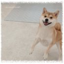 쿨 퍼피 | 믿고 맡길 수 있는 곳, 구리 인창동 쿨퍼피 호텔링 이용 후기입니다.