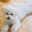 Groomer Ameri 이미지