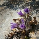 동강의품속 이미지