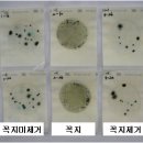 ‘대추형’ 방울토마토, 꼭지 없어도 품질 유지돼 이미지