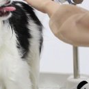 댕댕이샤워 네이버블로그