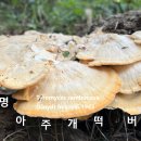 명아주개떡버섯 신봉(新峯)야산 이미지