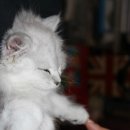 고양이 별 이미지