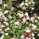 댕강 댕강 이미지