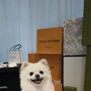 ✂️ 인형이야 강아지야? 1살 아기 포메라니안 '뽀리'의 인형 비주얼 물개컷 후기 🦭✨