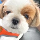 라온애견펜션 이미지