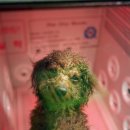 토미펫샵 이미지