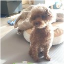 우리집앞동물병원 이미지