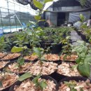 성목목장 이미지