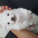 꼬순내 이미지