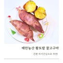 아기 간식 추천 태안농산 꿀고구마 아이스고구마