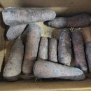 홍성유기농 영농조합법인 | 홍성유기농영농조합법인 유기농당근