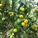 제주하우스 이미지