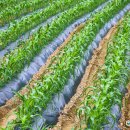 청도농기계임대사업소(산서분소) 이미지
