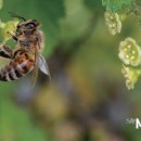 혜영농장 이미지