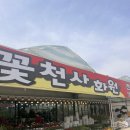 분당 꽃천사화원 식물 화분 사기 좋은 곳 │봄맞이 초록 식테리어 대성공