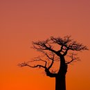 바오밥나무 이미지