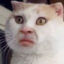 디테라