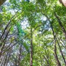 서귀포시산림조합 | 5월 서귀포 가볼만한곳 제주 치유의숲 휴양림