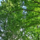 큰맘할매순대국 영월남면점 이미지