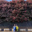 티룸동백 이미지