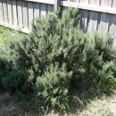 로즈마리숲 이미지