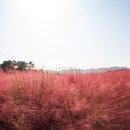 공원농원