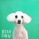 뭉치네 미용실 이미지