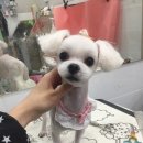 남창애견샵 복실강아지 이미지