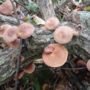 수령농장 이미지