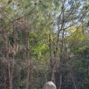 순천-51호 이미지