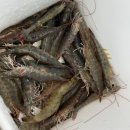 바닷가수산시장 | [충남 보령] 대천항수산시장에서 내돈내산 회포장 신요나수산 솔직후기