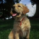 좋은강아지 이미지