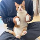 솜솜클리닝에서 인천 송도 매트리스 청소, 반려동물과 함께 생활하는 집 청소 후기!