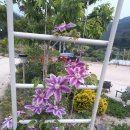 문경숲속정원 이미지