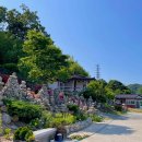 웰컴독 애견펜션 이미지