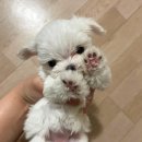 상도그 검암점 이미지