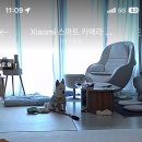 몽키펫 | 3월-5월 밀린일상 (행소행댕 펫밀크,키티쿠키만들기,고흥만 벚꽃,도테라오일,제주 쑥 카스테라,고흥...