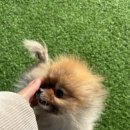 김천애견 이미지