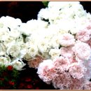 사람이 꽃보다 아름 이미지