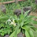 제주 토끼섬 문주란자생지 | 화과, 학명 Crinum asiaticum, 제주시 구좌읍, 제주 토끼섬 문주란 자생지, 대한민국 천연기념물 제19호