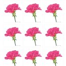 색연필 보타니컬아트 이미지