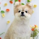 Grooming574 네이버블로그