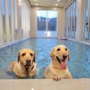 로이스애견풀빌라 이미지