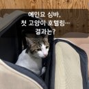 이백지 묘 | 이사할 때 고양이 어떡하지? 예민묘 심바 첫 고양이 호텔링 후기 | 스테이야옹