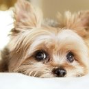 행복한강아지 이미지