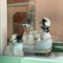 패밀리앤퍼피 이미지