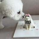 오늘뿐이개 이미지