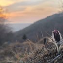 고려산의 산자고와 할미꽃 이미지